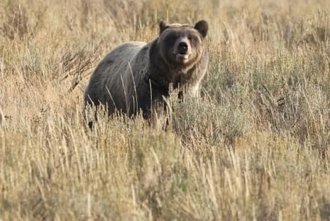 Backpacker Assaulted by Wild Animal in Wilderness Area Transported to Trauma Center