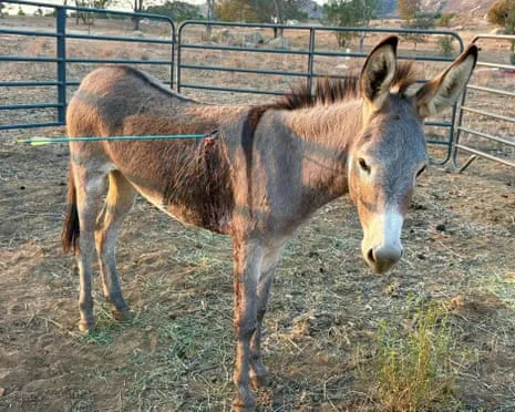 Donkey Recovering Following Newest Arrow Attack on Feral Donkeys in California