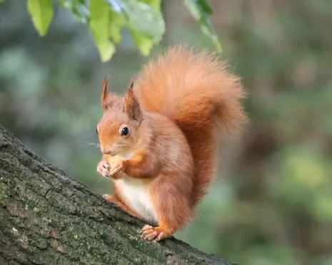 Red Squirrels Flourishing on the Island with Possibility to Nearly Double, Research Shows