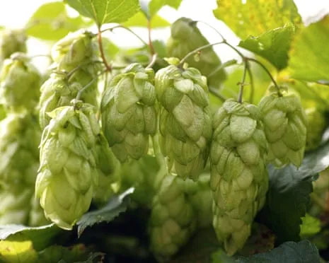 Create A Custom Hops Haven: Nurturing Hops Turns Out Straightforward and Satisfying