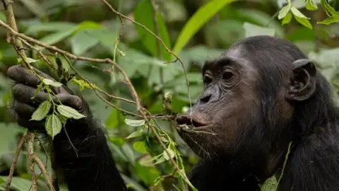 Chimpanzees Drinking an Amount Equal of a Beer Each Day from Ripe Fruit, Research Finds