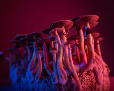 About Psychedelics by Justin Smith-Ruiu: A Reflective Journey into Mind-Altering Compounds