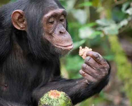 Wild Chimps Ingest Everyday Alcohol Equivalent to a Beer from Ripe Figs