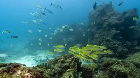 Historic Marine Agreement Hits Critical Threshold to Take Effect