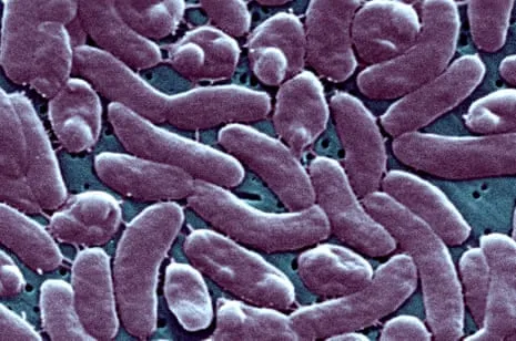 The Bayou State Reports Five Fatalities from Flesh-Eating Bacterium in Gulf Waters
