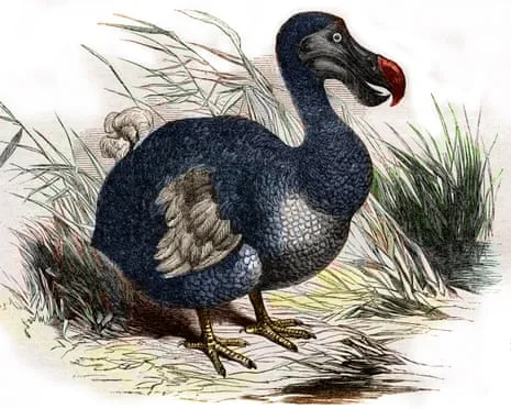 Scientists State They’ve Made a ‘Key Milestone’ in Resurrecting the Flightless Species for the First Time in Three Centuries